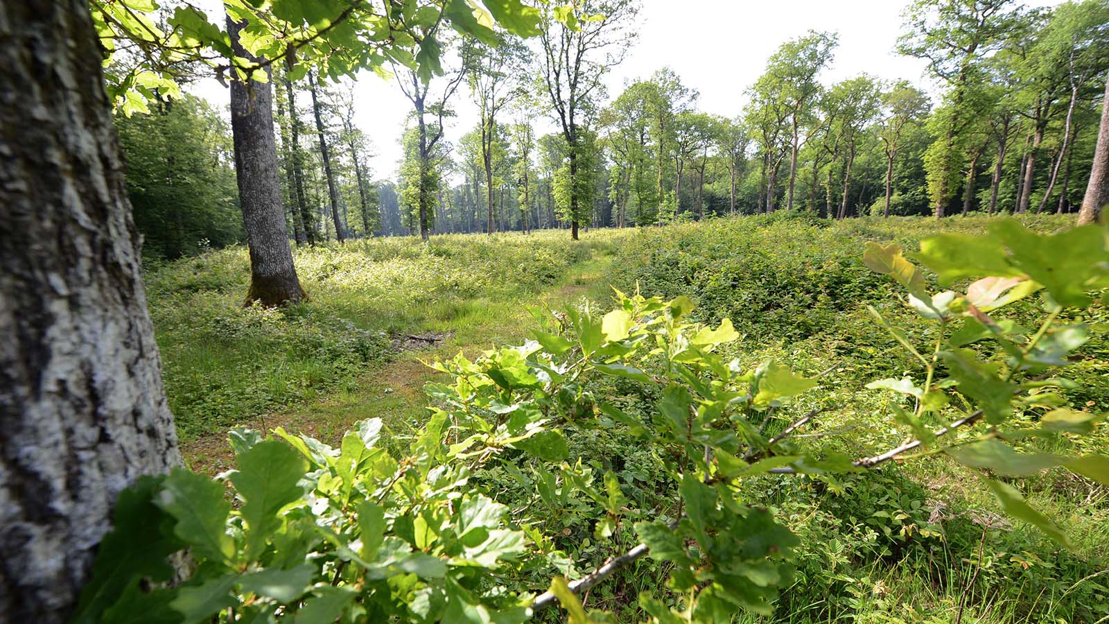 Site départemental de Tignécourt (Forêt départementale)