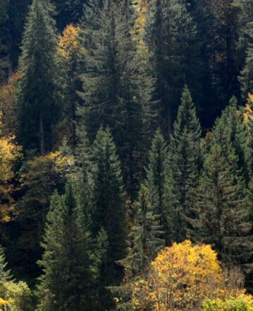VOSGES TOURISME – budget primitif 2025